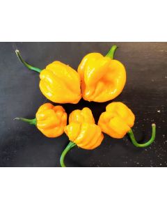 Hot Pepper ‘Scotch Bonnet MOA Yellow’ Seeds (Naturally Grown)