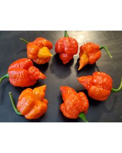 Hot Pepper 'Mustard Moruga Brains x Gator Jigsaw RED CROSS' Seeds (Naturally Grown)