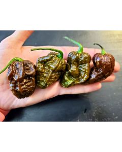 Hot Pepper 'Mustard Moruga Brains x Gator Jigsaw CHOCOLATE CROSS' Seeds (Naturally Grown)