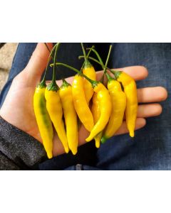 Hot Pepper 'Aji Lemon Drop' Seeds (Naturally Grown)