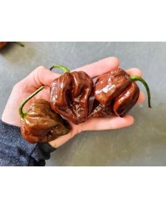 Hot Pepper ‘Trinidad Chocolate Scorpion Cappuccino’ Seeds (Naturally Grown)