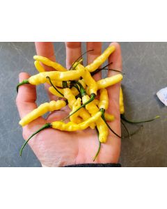 Hot Pepper ‘Aribibi Gusano' AKA 'Caterpillar Pepper' Seeds (Naturally Grown)