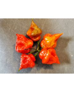 Hot Pepper 'Trinidad 7 Pot Cross’ Seeds (Naturally Grown)