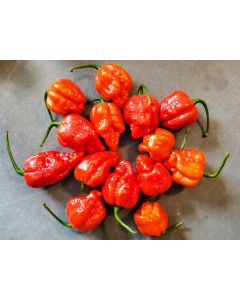 Hot Pepper 'Red 7 Pot’ Seeds (Naturally Grown)