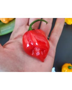 Hot Pepper 'Red Habanero' Seeds (Naturally Grown)