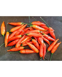 Hot Pepper ‘Aji Omnicolor' Seeds (Naturally Grown)