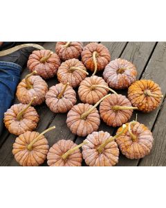 Pumpkin 'Black Futsu' Seeds (Naturally Grown)