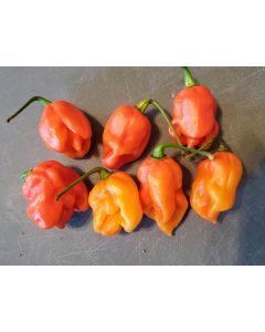 Hot Pepper 'Lemon Ghostly Jalapeno RED CROSS' Seeds (Naturally Grown)