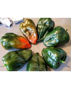 Hot Pepper 'Ancho Poblano' Seeds (Naturally Grown)