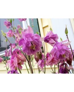 Double Pink Columbine Seeds (Certified Organic)