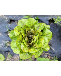 Lettuce 'Freckles' Seeds (Naturally Grown)
