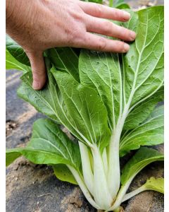 Pak Choi 'White Stem' Seeds (Naturally Grown)