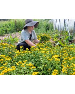 Chrysanthemum 'Golden Ball' Seeds (Naturally Grown)