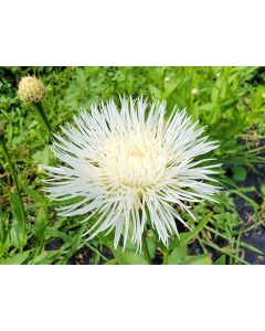 Basket Flower 'Aloha Blanca' Seeds (Naturally Grown)