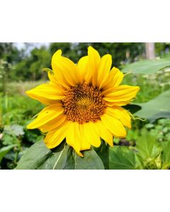 Sunflower 'Dwarf Sunny' Seeds (Naturally Grown)