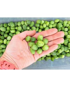 Cucumber 'Mouse Melon' or 'Mexican Sour Gherkin' Plant