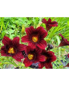 Salpiglossis 'Black Trumpet' Seeds (Naturally Grown) Painted Tongue