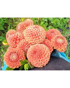 Dahlia 'Cornel Bronze' Tubers - Shipping 2025 Spring - Harvested on our Farm - USDA Certified Organic