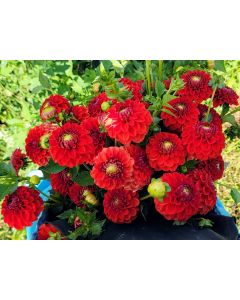 Dahlia 'Red Pompon' Tubers - Shipping 2025 Spring - Harvested on our Farm - USDA Certified Organic