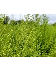 Sweet Annie Artemisia Seeds (Naturally Grown)