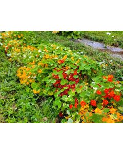 Nasturtium 'Alaska Mix' Seeds (Naturally Grown)