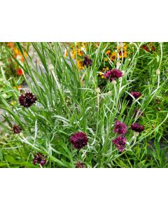 Bachelor's Button 'Black Magic' Seeds (Naturally Grown)