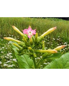 Tobacco 'Virginia' Seeds (Naturally Grown)