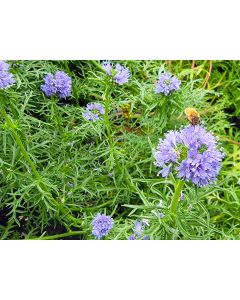 Gilia Globe Seeds (Naturally Grown)