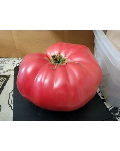 Tomato 'Russian Rose' Seeds (Naturally Grown)