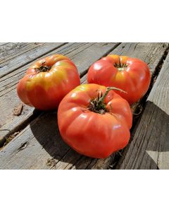 Tomato 'Guido' Seeds (Naturally Grown)