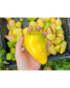 Tomatillo 'Chupon de Malinalco' Seeds (Naturally Grown)