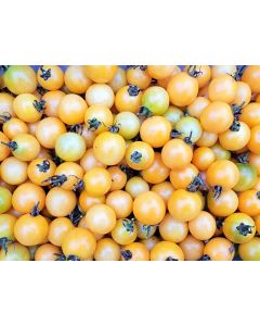 Tomato 'Honeydrop' Plant 