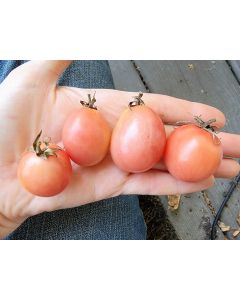 Tomato 'Thai Pink Egg' Seeds (Naturally Grown)