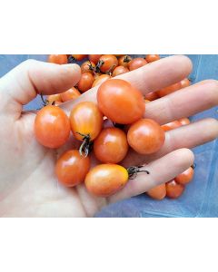 Tomato 'Sprite' Seeds (Naturally Grown)