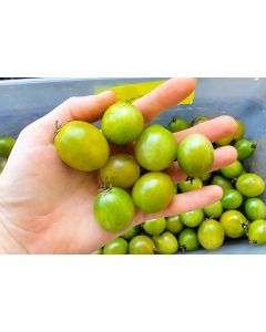 Tomato 'Green Doctors Frosted Cherry' Seeds (Naturally Grown)