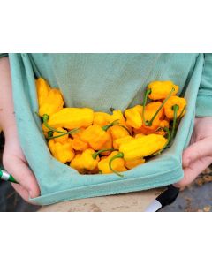 Hot Pepper 'Golden Slimer' (Long Variant) Seeds (Naturally Grown)