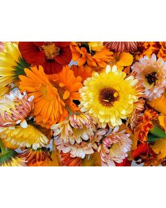 Calendula 'Red Splash Mix' Seeds (Naturally Grown)