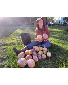 Eggplant ‘Purple & White Striped’ Seeds (Naturally Grown)