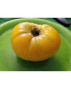Tomato 'Dagma's Perfection' Seeds (Naturally Grown)