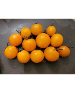 Tomato 'Sweet Gold F2' (Dark Gold Variant) Seeds (Naturally Grown)