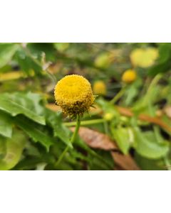Yellow Eyeball/Toothache Plant Seeds