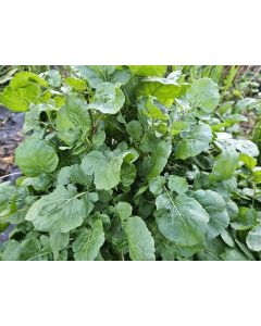 Arugula AKA Oriental Salad Rocket 'Victoria' Seeds (Naturally Grown)