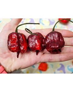 Hot Pepper 'Purple Reaper' Seeds (Naturally Grown)