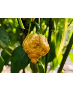 Hot Pepper ‘Golden Carolina Reaper' Seeds (Naturally Grown)