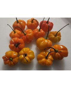 Hot Pepper ‘Orange Scotch Bonnet’ Seeds (Naturally Grown)