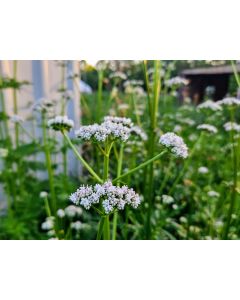Valerian Plant 
