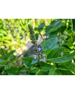 Basil 'Blue Spice' Seeds (Naturally Grown)