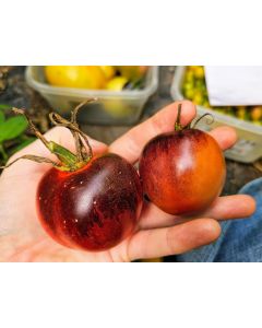 Tomato 'Blue Smoke' Seeds (Naturally Grown)