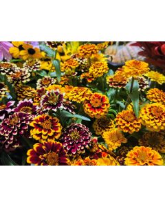 Zinnia 'Aztec Sunset Mix' Seeds (Naturally Grown)