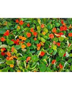 Nasturtium 'Fiesta Mix' Seeds (Naturally Grown)